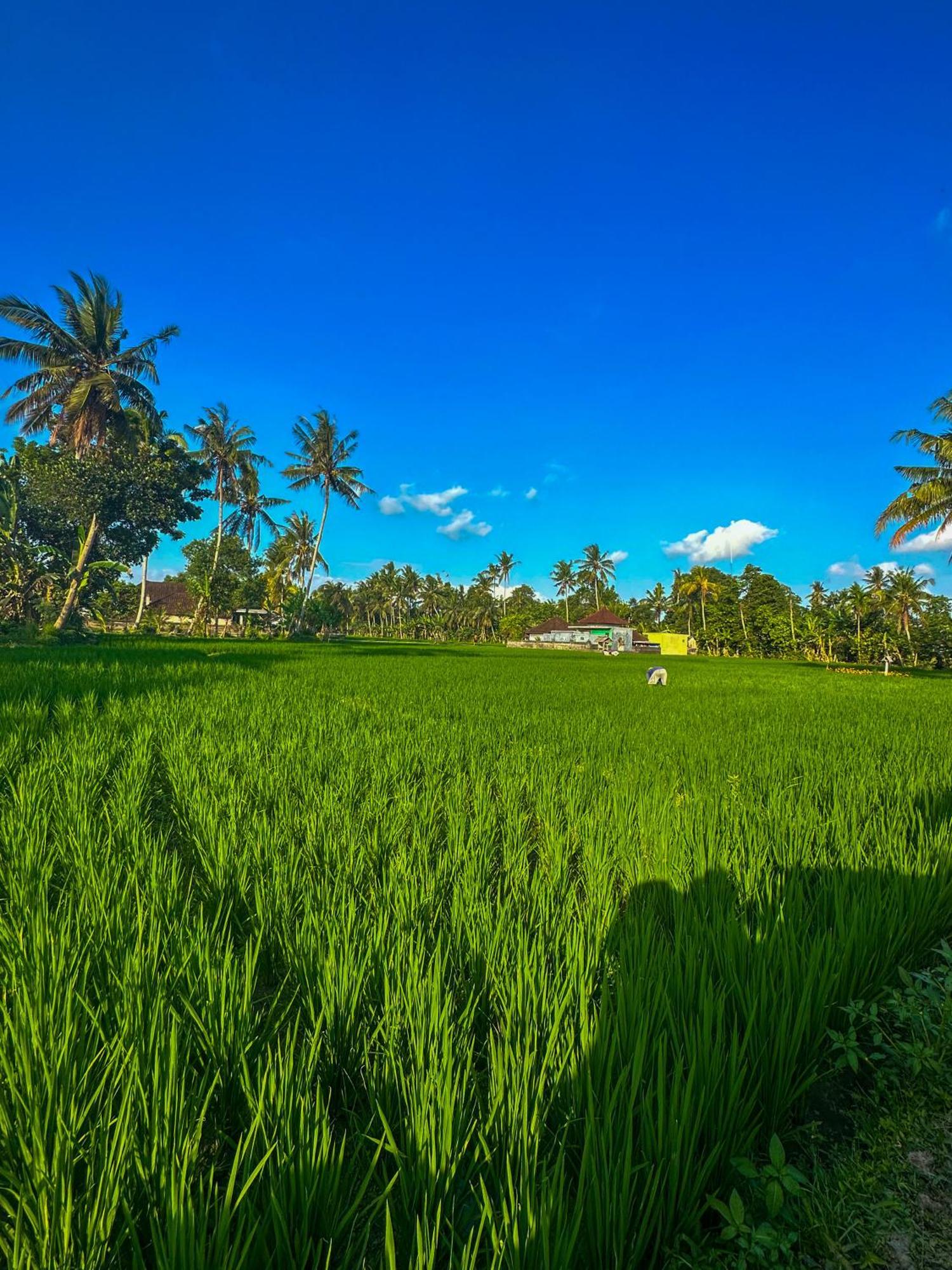 Hotel Nunu Bali Eco Friendly Retreat à Canggu Extérieur photo